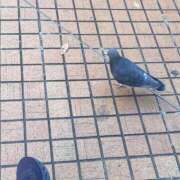 ステラ ※無題 Cawaiiハイ！スクールリターンズ