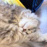 ヒメ日記 2026/04/14 13:00 投稿 ステラ Cawaiiハイ！スクールリターンズ