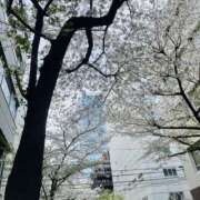 ヒメ日記 2025/04/07 13:08 投稿 ちとせ 五反田アンジェリーク