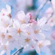 ヒメ日記 2025/04/06 14:40 投稿 まゆき Ace(エース)