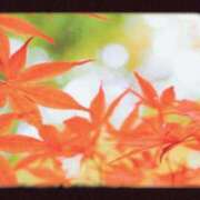 ヒメ日記 2025/12/03 22:06 投稿 まゆき Ace(エース)