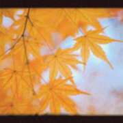ヒメ日記 2026/09/27 16:45 投稿 まゆき Ace(エース)
