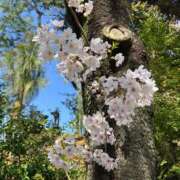 ヒメ日記 2025/04/06 13:28 投稿 ふうか 夢心地