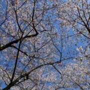 ヒメ日記 2025/04/18 18:32 投稿 ふうか 夢心地