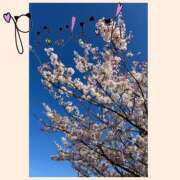 ヒメ日記 2026/04/08 16:13 投稿 ふうか 夢心地