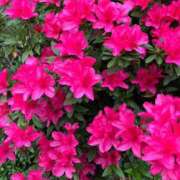 ヒメ日記 2026/04/17 19:03 投稿 ふうか 夢心地