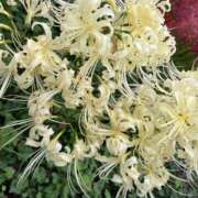 ヒメ日記 2026/03/20 08:00 投稿 ユキ 厚木オイルリンパ性感　厚木メンズエステm