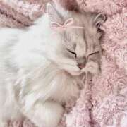 ヒメ日記 2025/05/15 11:51 投稿 咲(えみ) グランドオペラ福岡