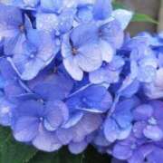 ヒメ日記 2025/06/11 11:21 投稿 咲(えみ) グランドオペラ福岡