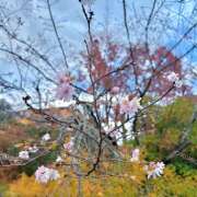 郁美 11月空き状況 シャトーペトラ