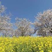 ヒメ日記 2026/04/18 20:01 投稿 郁美 シャトーペトラ