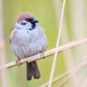 ヒメ日記 2024/12/21 09:43 投稿 さなえ 一夜妻