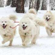 ヒメ日記 2025/02/09 10:21 投稿 さなえ 一夜妻