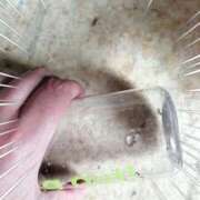 ヒメ日記 2025/04/23 13:19 投稿 さなえ 一夜妻