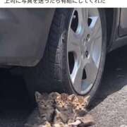 ヒメ日記 2025/04/26 02:29 投稿 さなえ 一夜妻