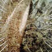 ヒメ日記 2025/05/01 13:36 投稿 さなえ 一夜妻