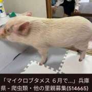 ヒメ日記 2025/05/03 16:19 投稿 さなえ 一夜妻