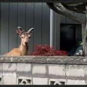 ヒメ日記 2025/06/08 16:29 投稿 さなえ 一夜妻