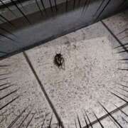 ヒメ日記 2025/07/18 19:14 投稿 さなえ 一夜妻