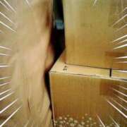 ヒメ日記 2025/09/12 13:09 投稿 さなえ 一夜妻