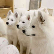 ヒメ日記 2025/09/30 23:49 投稿 さなえ 一夜妻