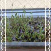 ヒメ日記 2025/10/06 14:09 投稿 さなえ 一夜妻