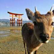 ヒメ日記 2025/12/07 13:09 投稿 さなえ 一夜妻