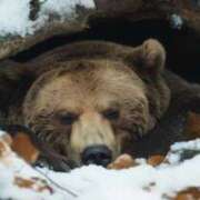 ヒメ日記 2026/01/22 21:49 投稿 さなえ 一夜妻