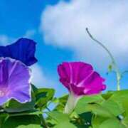 ヒメ日記 2025/07/26 08:15 投稿 ゆい [優良人妻店]セレブスタイル（山口～防府～萩）