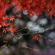 ヒメ日記 2025/10/04 03:00 投稿 ゆい [優良人妻店]セレブスタイル（山口～防府～萩）