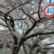 ヒメ日記 2025/04/10 13:45 投稿 戸田ゆいな ミスターダンディー