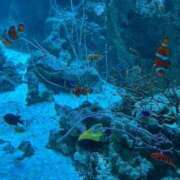 ヒメ日記 2025/05/22 15:39 投稿 戸田ゆいな ミスターダンディー