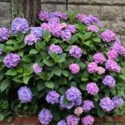 ヒメ日記 2025/06/23 17:03 投稿 戸田ゆいな ミスターダンディー