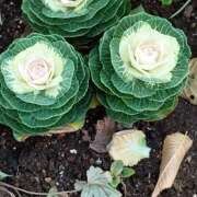 千葉美弥子(ちばみやこ) ご無沙汰しております。 五十路マダムエクスプレス厚木店(カサブランカグループ)