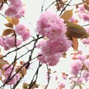 千葉美弥子(ちばみやこ) お久しぶりです。 五十路マダムエクスプレス厚木店(カサブランカグループ)