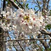 ヒメ日記 2026/03/30 07:10 投稿 このは PLEASURE