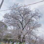 ヒメ日記 2026/04/03 21:34 投稿 徳島奈央子 五十路マダム愛されたい熟女たち岡山店（カサブランカグループ）