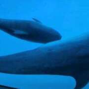 ヒメ日記 2025/02/14 20:21 投稿 みはる 即アポ奥さん〜名古屋店〜