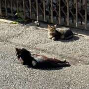 ヒメ日記 2025/01/26 01:06 投稿 なつき（花嫁） Yシャツと私