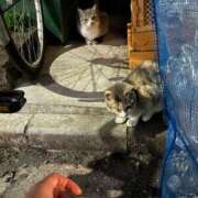 ヒメ日記 2025/11/28 22:48 投稿 なつき（花嫁） Yシャツと私