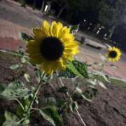 ヒメ日記 2025/10/25 18:44 投稿 美流-MIRU- luxury aroma 咲