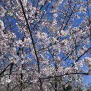 美流-MIRU- 満開🌸 luxury aroma 咲