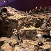 ヒメ日記 2025/08/15 11:54 投稿 みね 渋谷じゃっくす