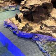 みね 暑くなってくると水族館行きたい🐧 渋谷じゃっくす