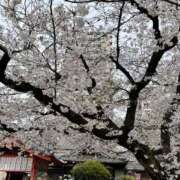 ヒメ日記 2025/04/10 07:54 投稿 ゆきな 神戸3040（神戸サーティフォーティ）