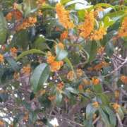 ヒメ日記 2025/10/20 13:26 投稿 かなう 即アポ奥さん～静岡店～