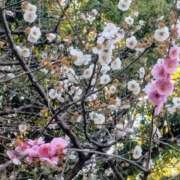 ヒメ日記 2026/03/09 09:09 投稿 かなう 即アポ奥さん～静岡店～