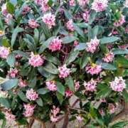 ヒメ日記 2026/03/10 07:22 投稿 かなう 即アポ奥さん～静岡店～