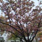 ヒメ日記 2026/04/16 14:59 投稿 かなう 即アポ奥さん～静岡店～