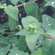 ヒメ日記 2025/06/03 16:29 投稿 しほ 即アポ奥さん～静岡店～